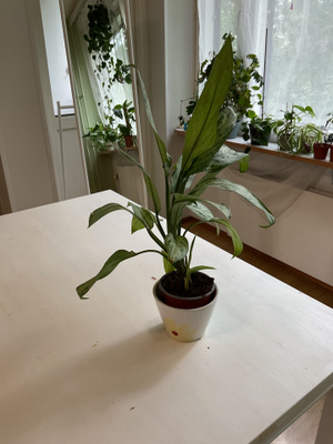 Suuri aglaonema, jossa on hopeanvihreät lehdet