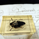 Natura Obscura – Entomologinen näyte no. 326 - pikkukuva 3