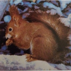 kortti Perhonen tai metsäneläin - erilaisia - pikkukuva 2