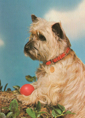 CAIRN TERRIER POSTIKORTTI