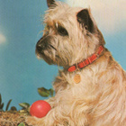 CAIRN TERRIER POSTIKORTTI - pikkukuva 1