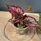 Begonian taimia 4kpl - pikkukuva 2