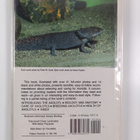 Peter W. Scott : Axolotls - pikkukuva 2
