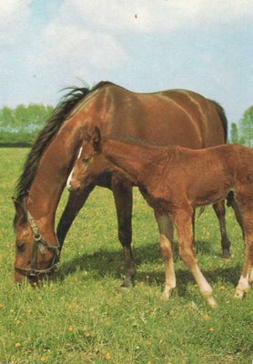 HEVONEN POSTIKORTTI - TENNESEE WALKING HORSE