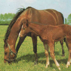 HEVONEN POSTIKORTTI - TENNESEE WALKING HORSE - pikkukuva 1