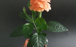 Taikurinkukka