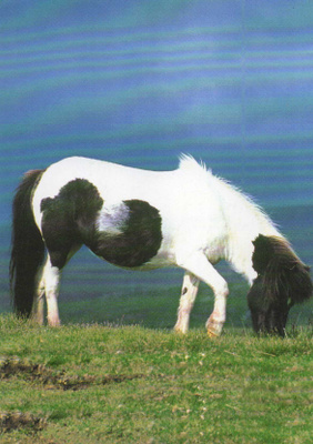 HEVONEN POSTIKORTTI - SHETLANDPONY