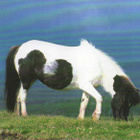 HEVONEN POSTIKORTTI - SHETLANDPONY - pikkukuva 1