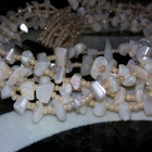 6×1 Mother of pearl simpukka Helmi kaulakoru - pikkukuva 3