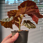 Begonia U168 - pikkukuva 3