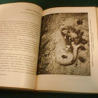 J.H. Fabre: MUISTELMIA HYÖNTEISMAAILMASTA (1965) Sis.pk:t - pikkukuva 3