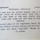 Kolme israelilaista kasvikorttia - pikkukuva 4