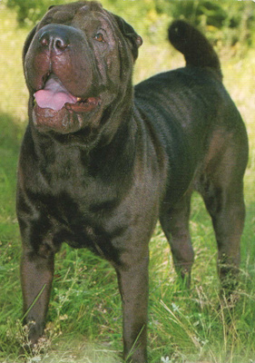 KIINALAINEN SHAR-PEI KOIRA POSTIKORTTI