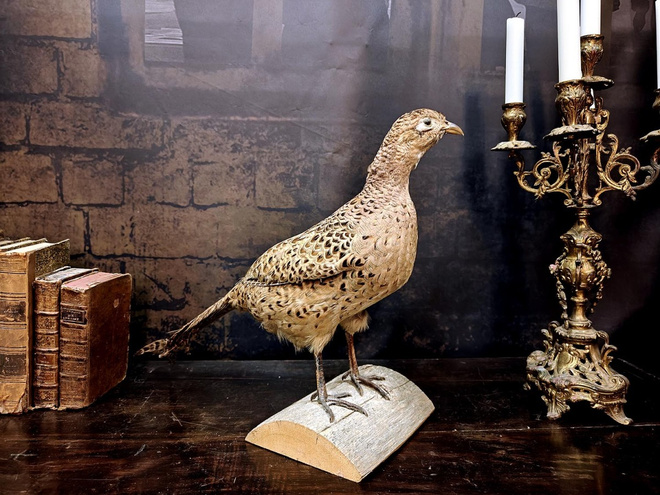 Fasaaninaaras (Phasianus colchicus), v. 1960–1970