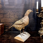 Fasaaninaaras (Phasianus colchicus), v. 1960–1970 - pikkukuva 1