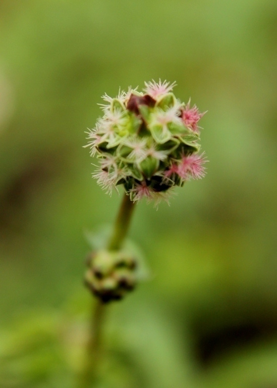 Pikkuluppio (Sanguisorba minor), siemeniä 50 kpl