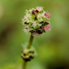 Pikkuluppio (Sanguisorba minor), siemeniä 50 kpl - pikkukuva 1