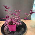 Tradescantia/ juoru - pikkukuva 1