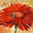 kortti **  Immonen Minna Gerbera - erilaisia kukkakortteja - pikkukuva 3