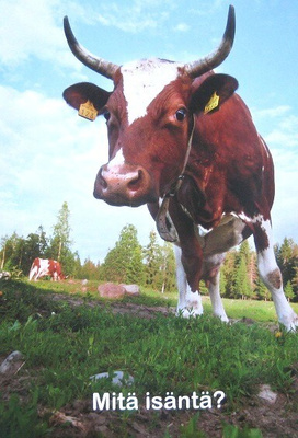 Lehmä laitumella Postikortti