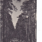 VANHA Postikortti Punkaharju 1930-l - pikkukuva 1