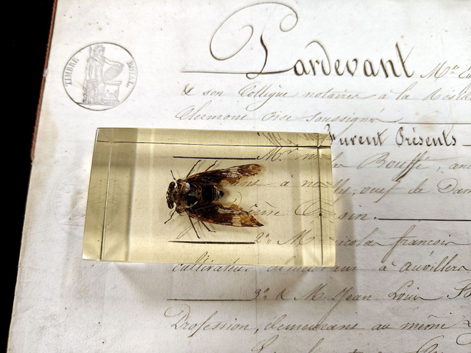 Natura Obscura – Entomologinen näyte no. 346