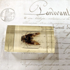 Natura Obscura – Entomologinen näyte no. 346 - pikkukuva 1
