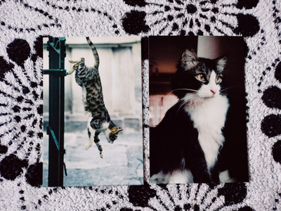 ~Kissa kortti~ 2kpl
