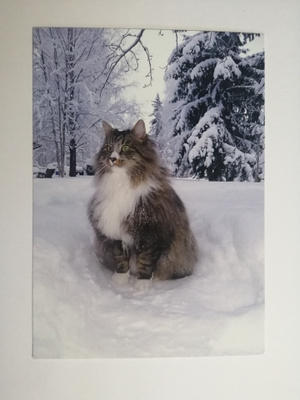 Pitkäkarvainen kissa