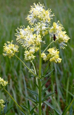 Kaitaängelmä (Thalictrum lucidum), siemeniä  50 kpl
