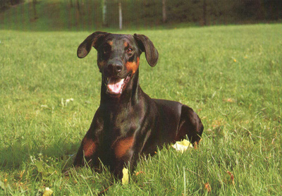 DOBERMANNI  POSTIKORTTI  -  PAPERITAIDE