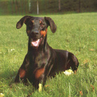 DOBERMANNI POSTIKORTTI - PAPERITAIDE - pikkukuva 1