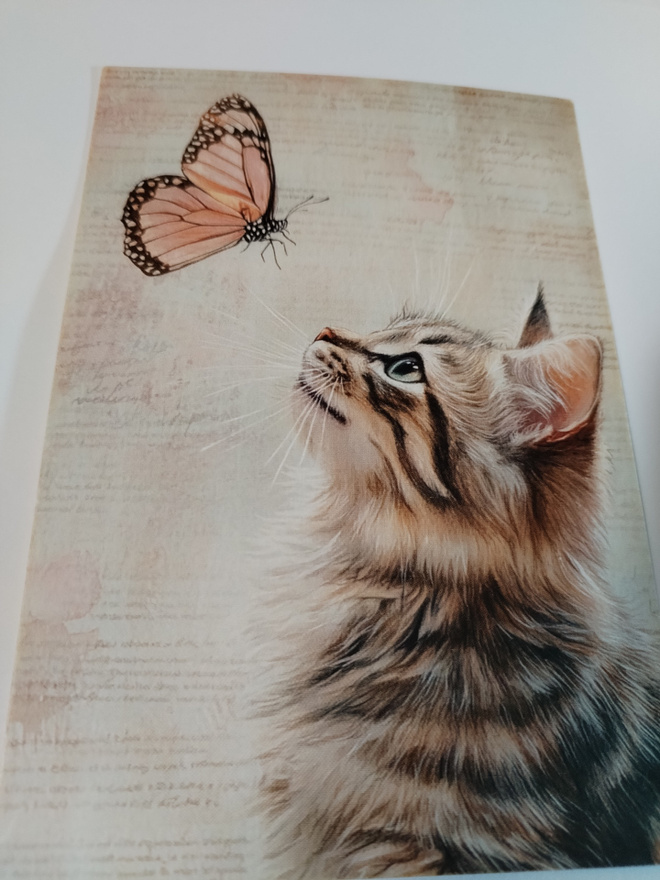 Kissa kortti,kulkematon.
