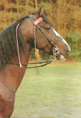 HEVONEN POSTIKORTTI - TENNESEE WALKING HORSE