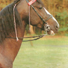 HEVONEN POSTIKORTTI - TENNESEE WALKING HORSE - pikkukuva 1