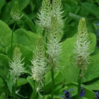 Vaaleatähkämunkki (Phyteuma spicatum), siemeniä 100 kpl - pikkukuva 2