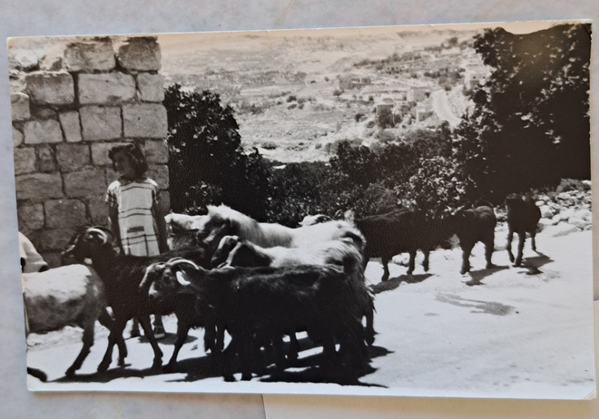 kuvakortti paimentyttö ja vuohilauma, kulkenut 1969