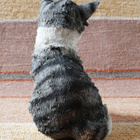 Harmaa-valkoinen kissanpentufiguuri - 13,5 cm - pikkukuva 4