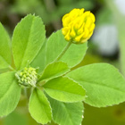 Nurmimailanen (Medicago lupulina), siemeniä 50 kpl - pikkukuva 1