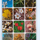 Azaria Alon : Flowers and Trees of the Holy Land - pikkukuva 2