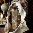 Kookkaat harmaahain leukaluut ”Jaws” - pikkukuva 4