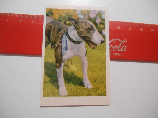 Sertti Rotukoirasarja# 29 Bullterrieri