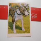 Sertti Rotukoirasarja# 29 Bullterrieri - pikkukuva 1