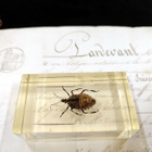Natura Obscura – Entomologinen näyte no. 329 - pikkukuva 3