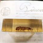 Natura Obscura – Entomologinen näyte no. 363 - pikkukuva 2