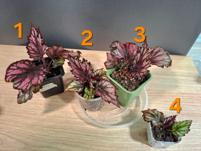 Begonian taimia