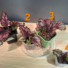 Begonian taimia - pikkukuva 1