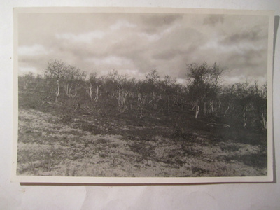VANHA Valokuva Lappi 1930-l Postikortin Alkup.Mallikappale