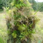 Airsoft Flora ghillie maastopuku - pikkukuva 5