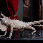 Täytetty iguaani ”Lizard king” - pikkukuva 1